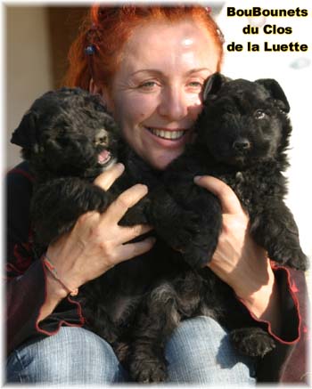 bouvier des flandres photo chiot - Elevage Clos Luette -  COPYRIGHT DEPOSE